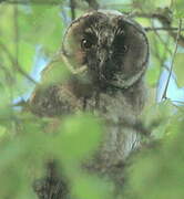 Long-eared Owl