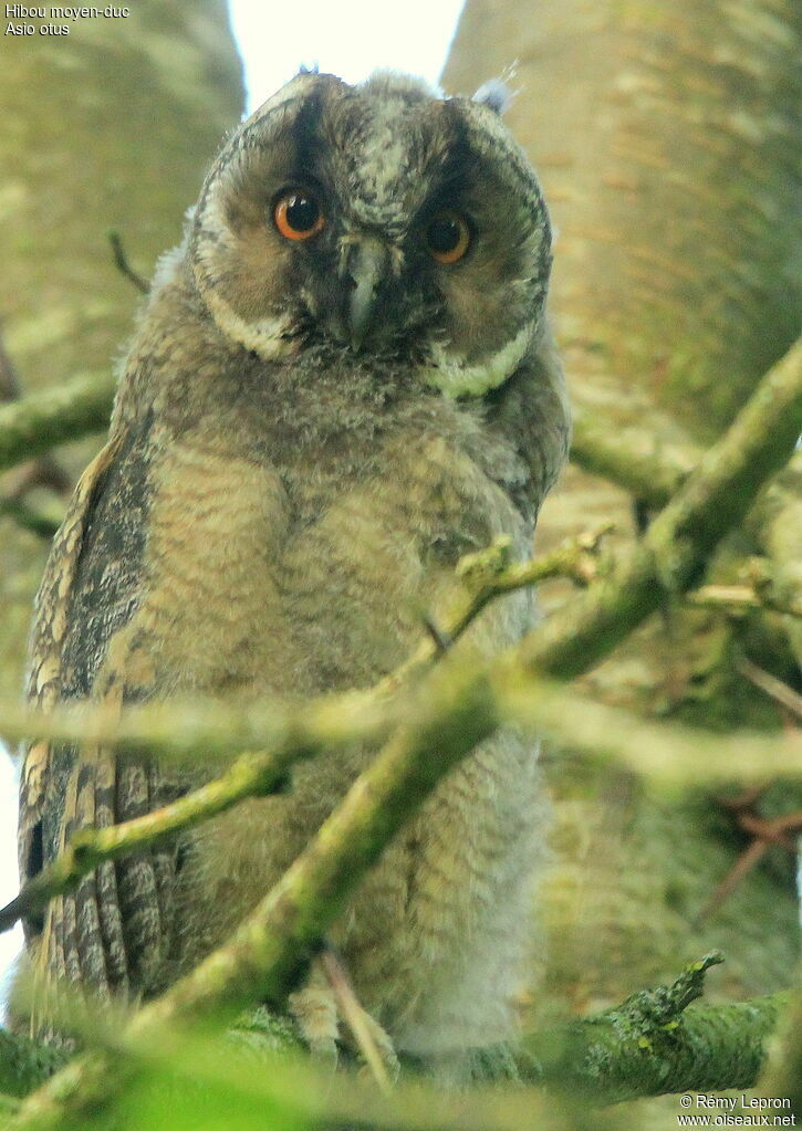 Hibou moyen-duc1ère année