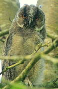 Long-eared Owl