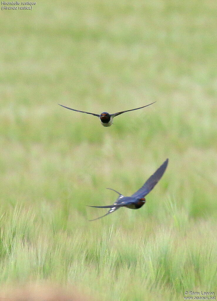 Barn Swallow 