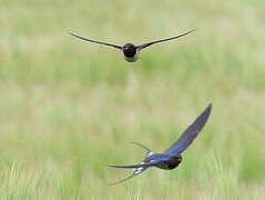 Barn Swallow