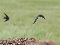 Barn Swallow