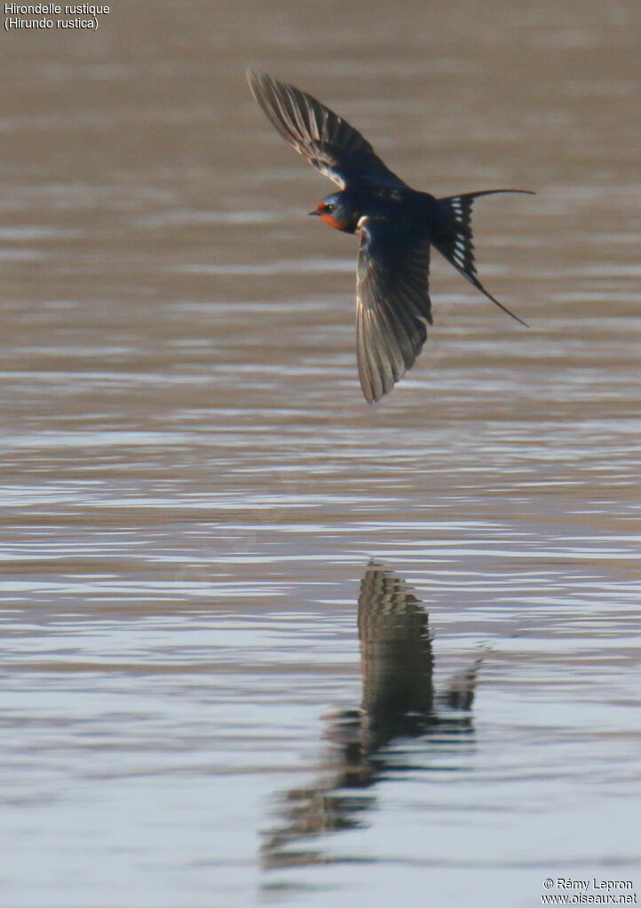 Barn Swallow male adult breeding