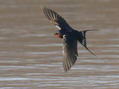 Barn Swallow