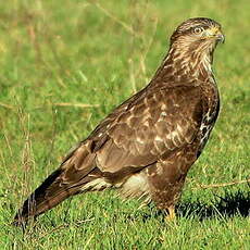 Buse variable