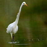 Grande Aigrette