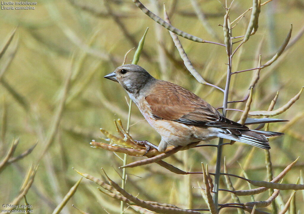 Common Linnet male