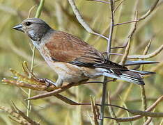 Linotte mélodieuse