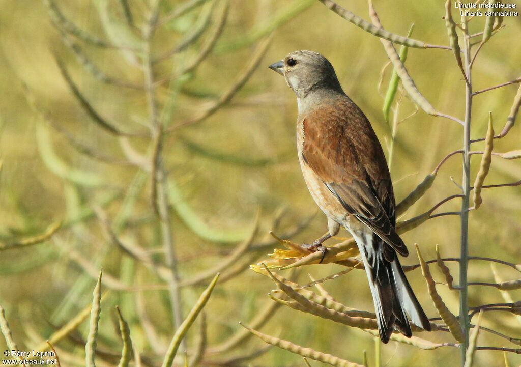 Common Linnet male