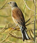 Linotte mélodieuse