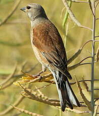 Linotte mélodieuse