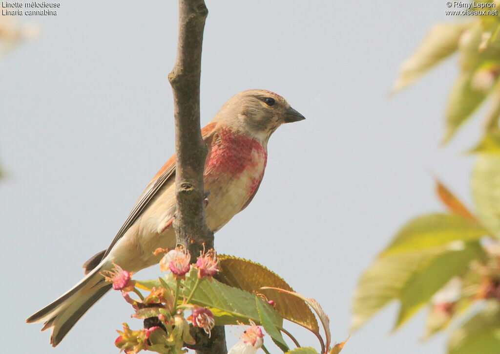 Linotte mélodieuse mâle adulte