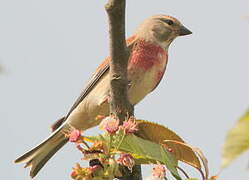 Linotte mélodieuse