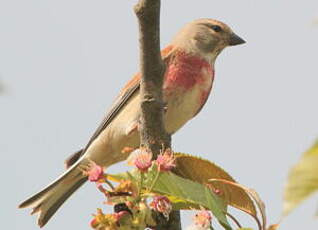 Linotte mélodieuse