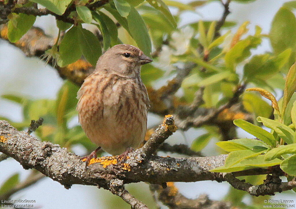 Linotte mélodieuse femelle adulte