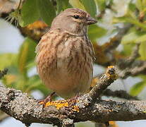 Linotte mélodieuse