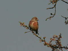 Linotte mélodieuse