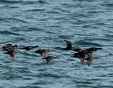 Common Scoter