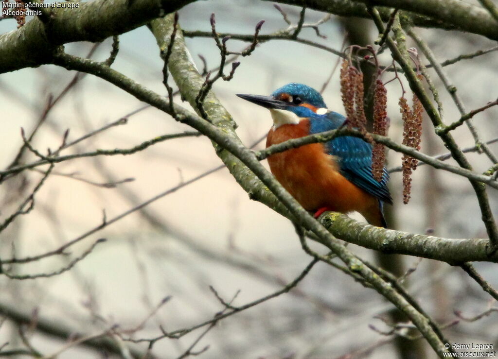 Common Kingfisher