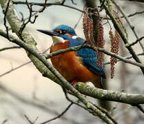 Common Kingfisher