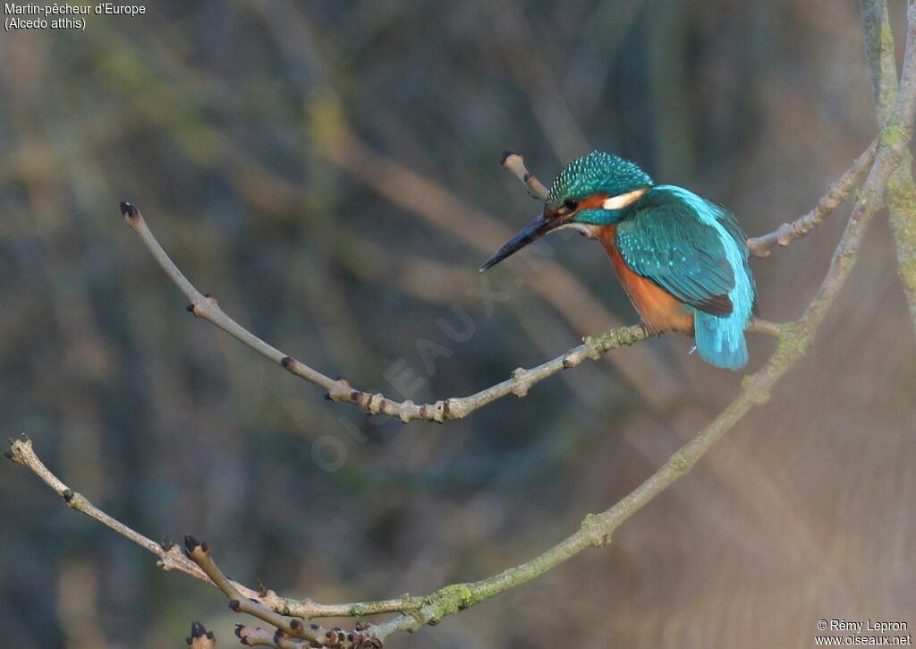 Common Kingfisheradult, fishing/hunting