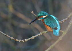 Common Kingfisher