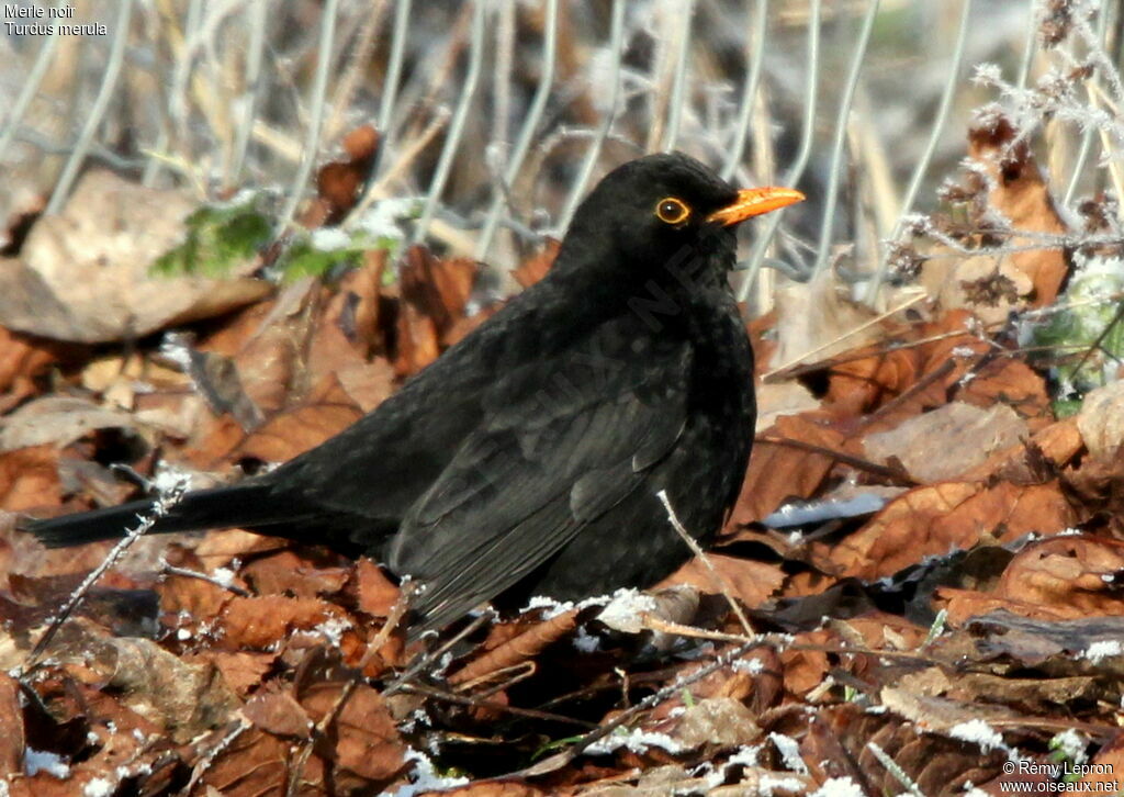 Common Blackbird