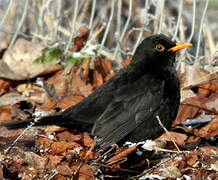 Common Blackbird