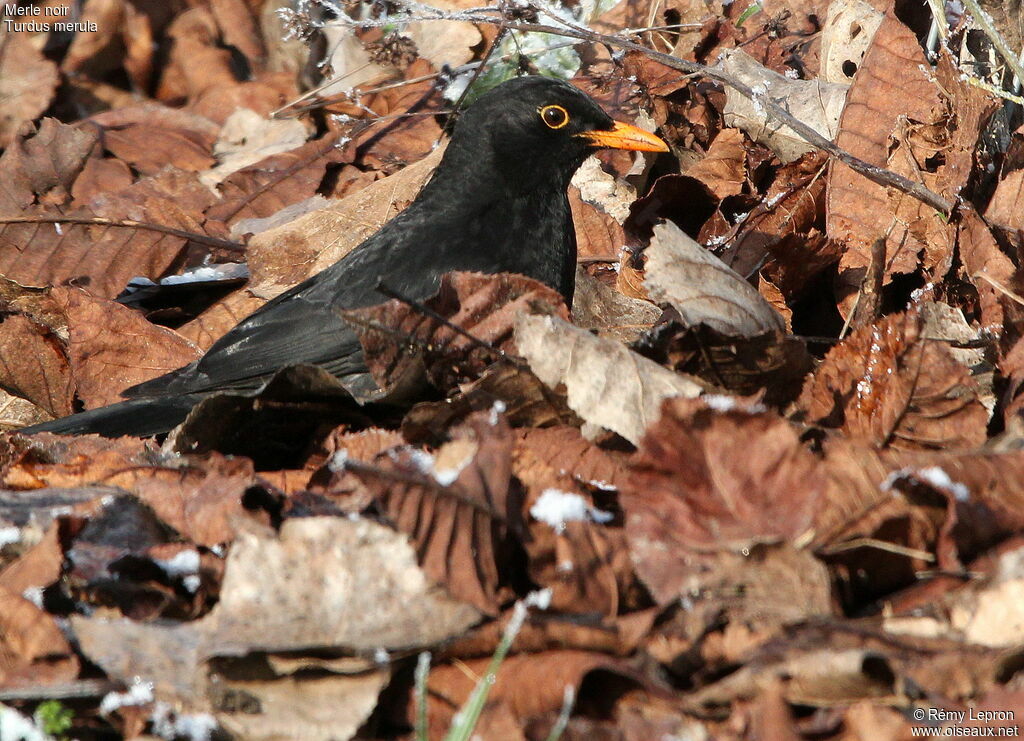 Common Blackbird male adult