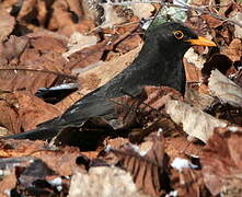 Common Blackbird