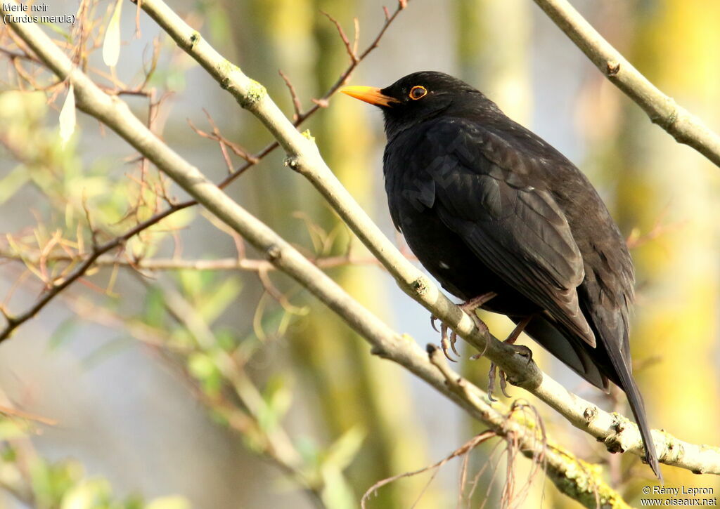 Common Blackbird male adult