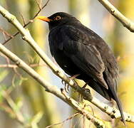 Common Blackbird