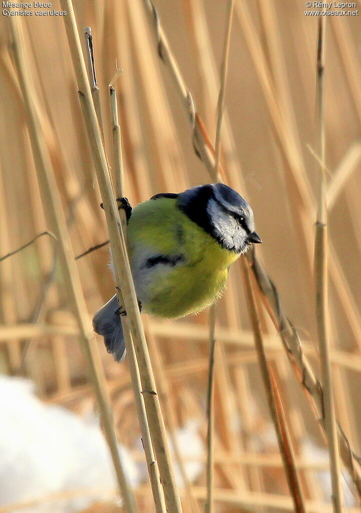 Mésange bleue