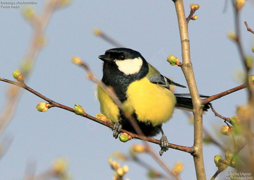 Mésange charbonnière mâle adulte