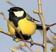 Great Tit