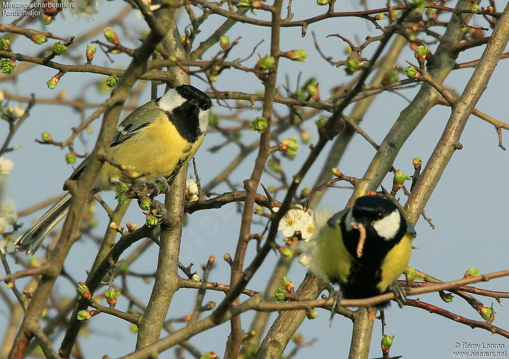 Mésange charbonnière adulte