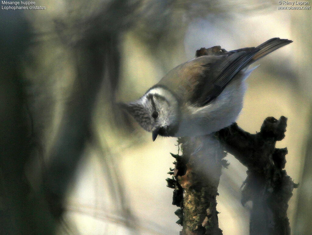 European Crested Tit