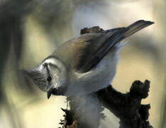 European Crested Tit