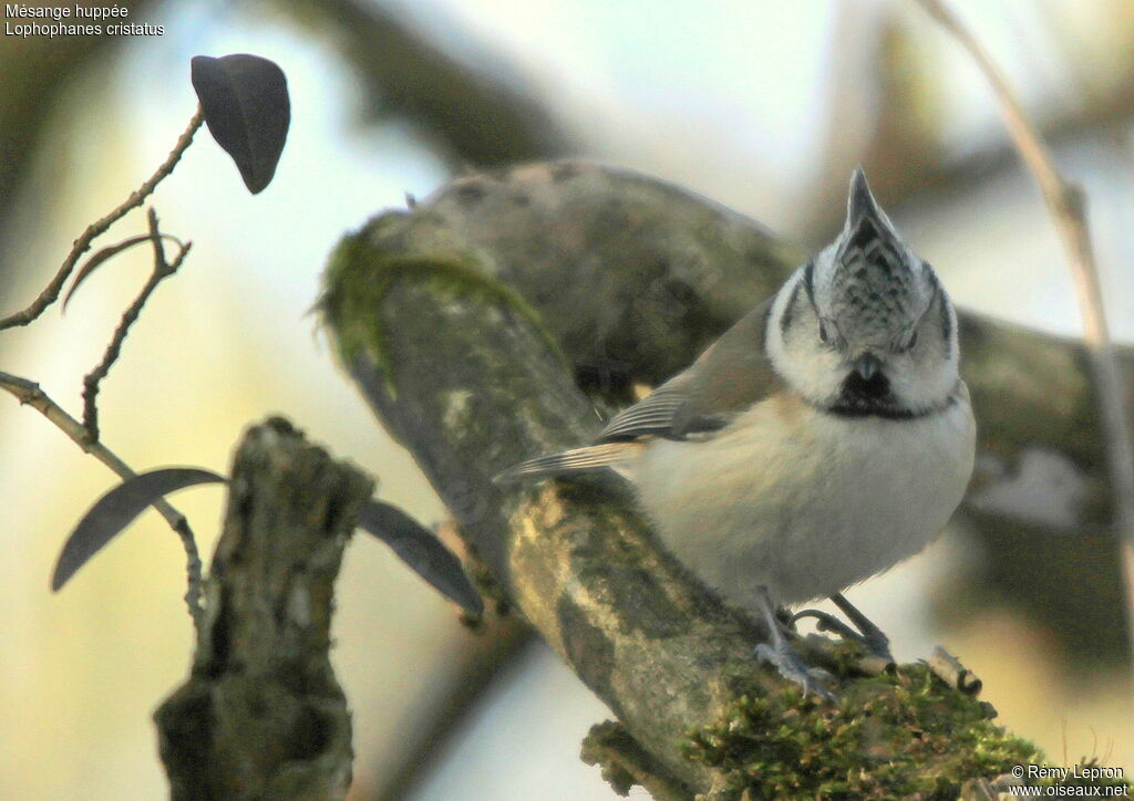 Mésange huppée