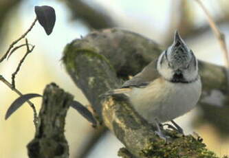 Mésange huppée