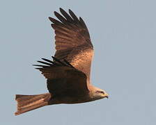 Black Kite