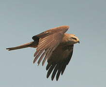 Black Kite