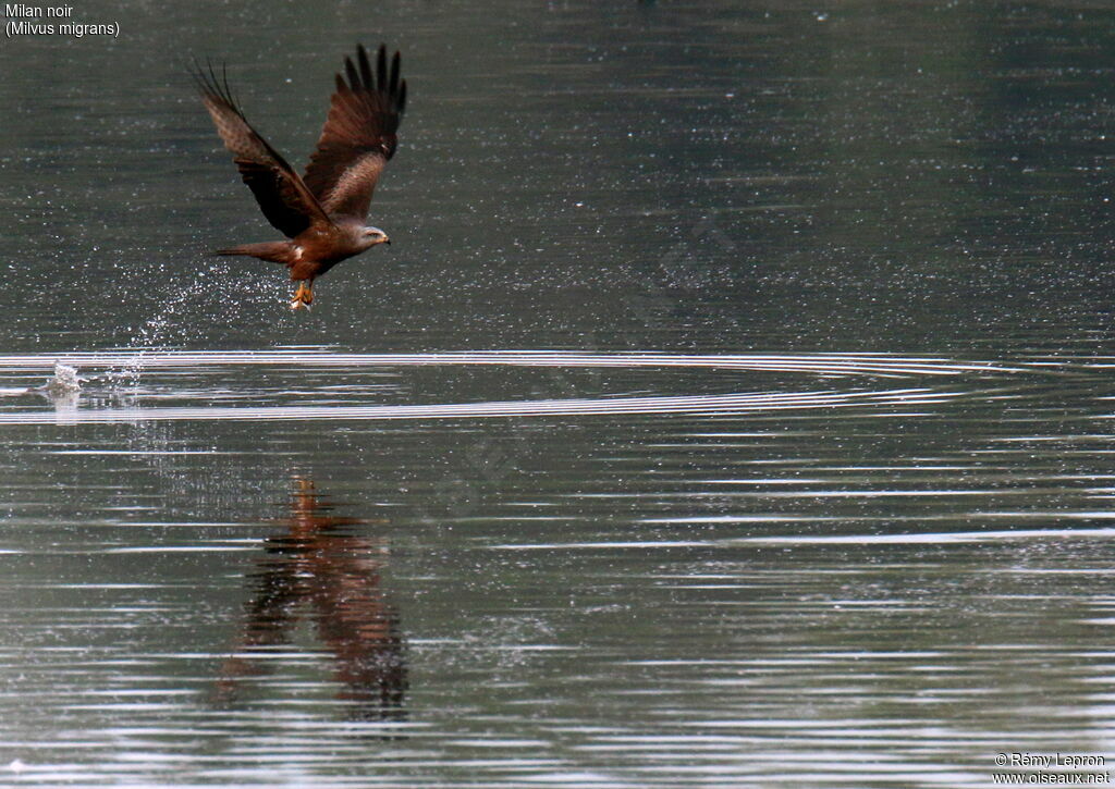 Black Kiteadult, feeding habits