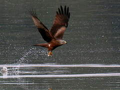 Black Kite