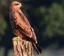 Black Kite