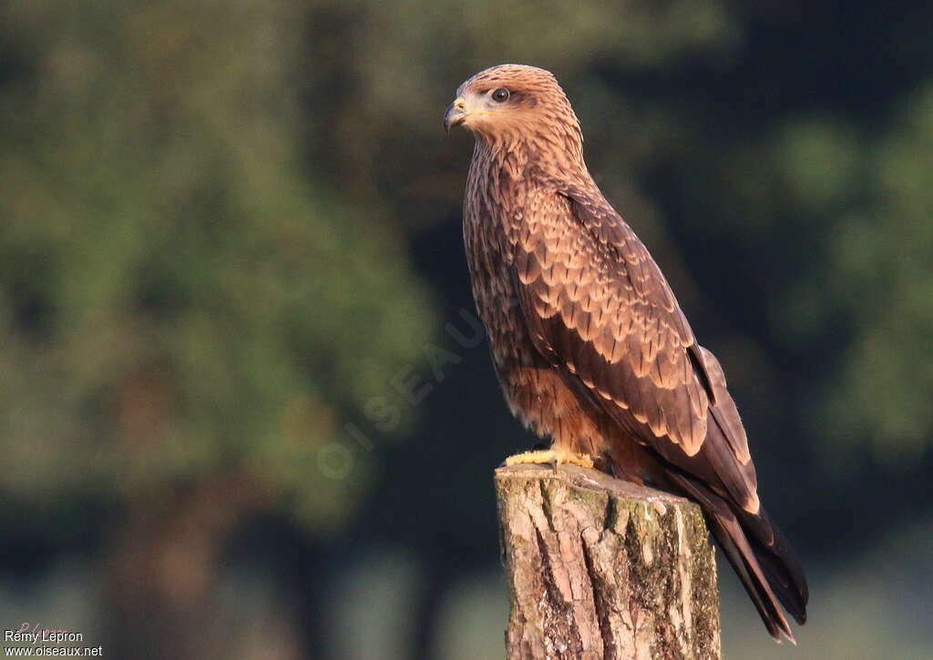 Black Kitejuvenile, identification