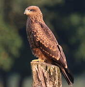 Black Kite