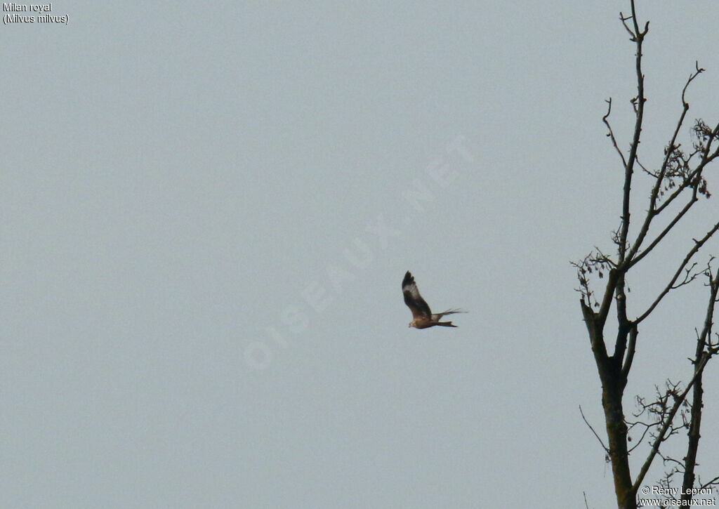 Red Kite