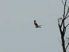 Red Kite