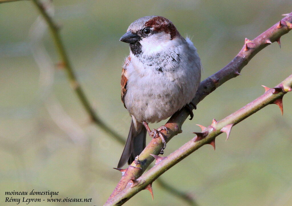 House Sparrow